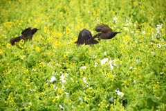 菜の花ヒヨ