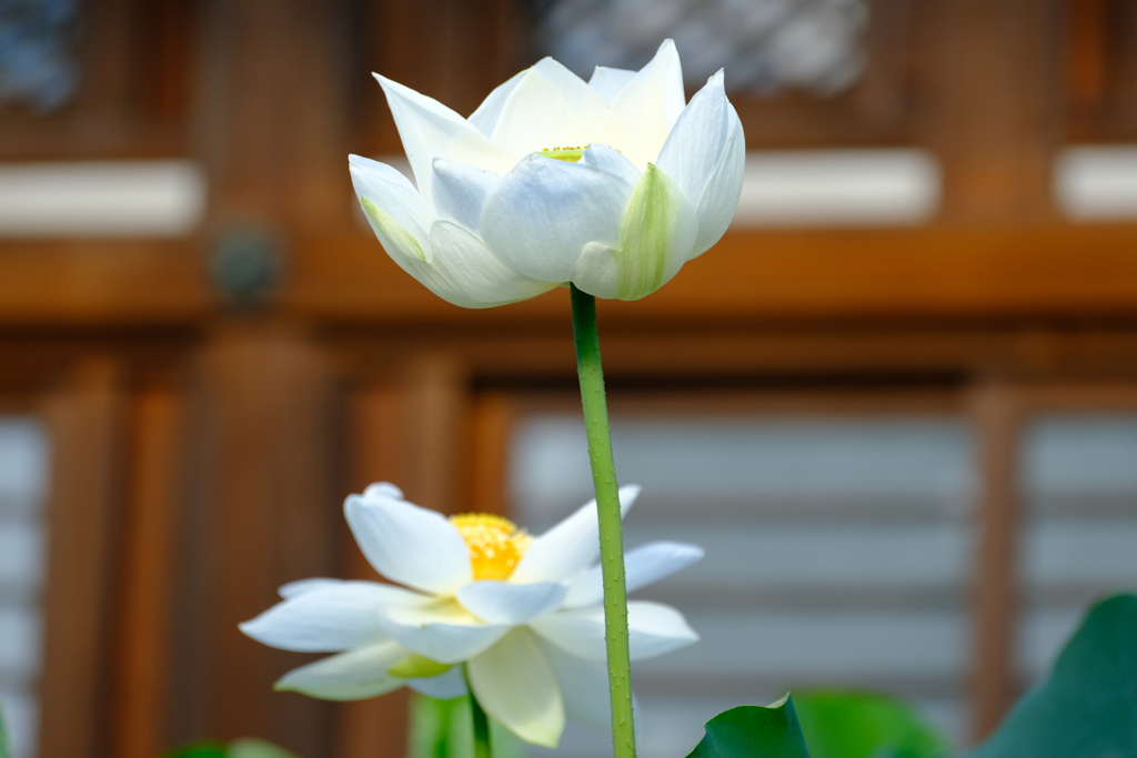 清月蓮