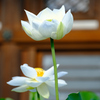清月蓮