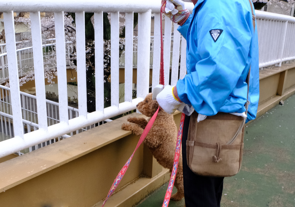 お花見するわん