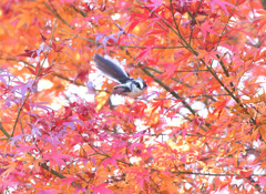 『エナガの紅葉狩り』