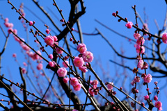 塒出（とやで）錦