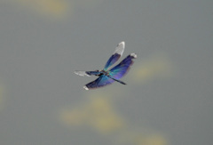 チョウトンボ飛ぶ