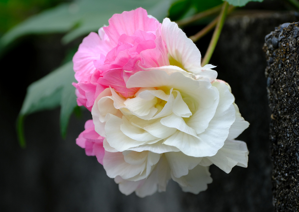 珍しい酔芙蓉２
