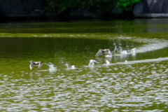 カイツブリ水上走り１