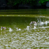 カイツブリ水上走り１