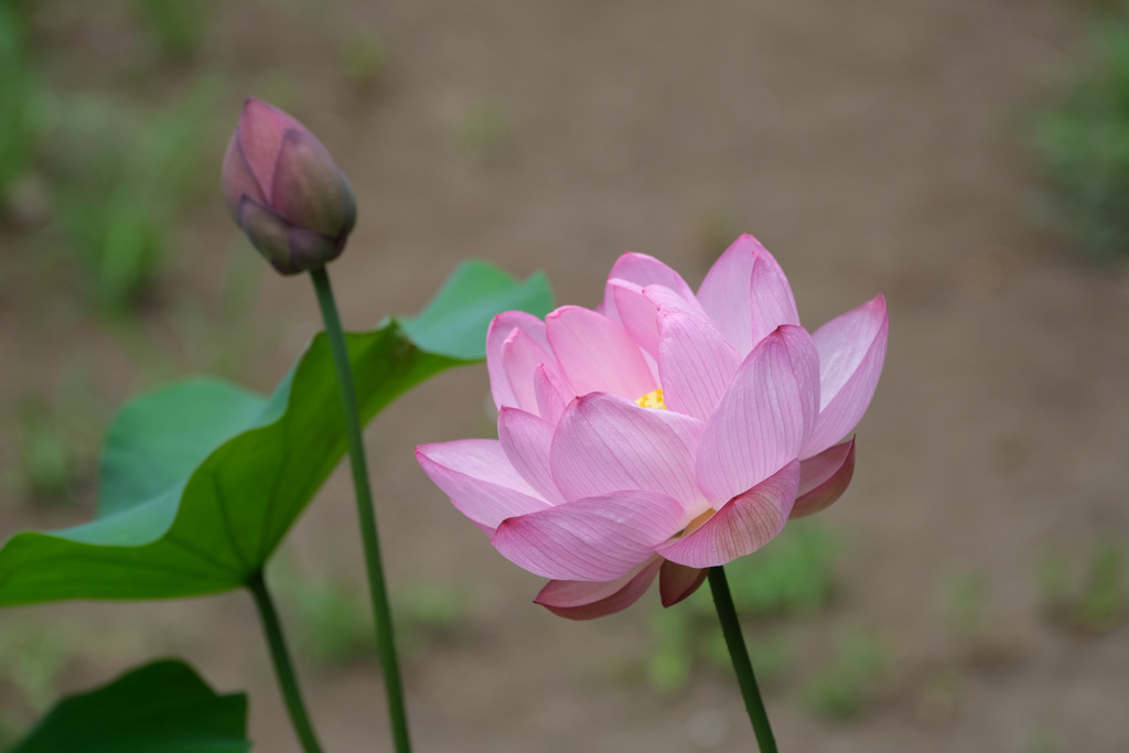 7月3日の9時