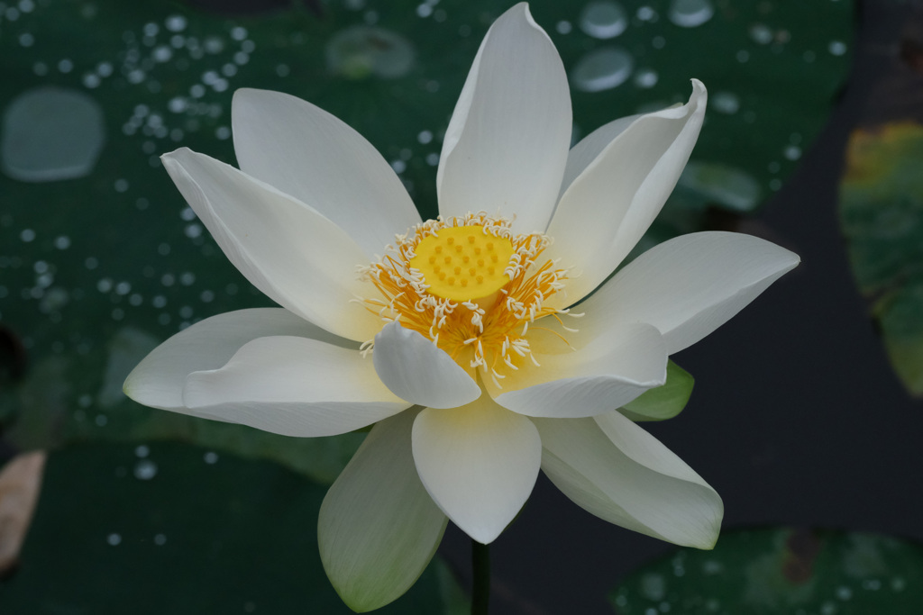 雨上がり
