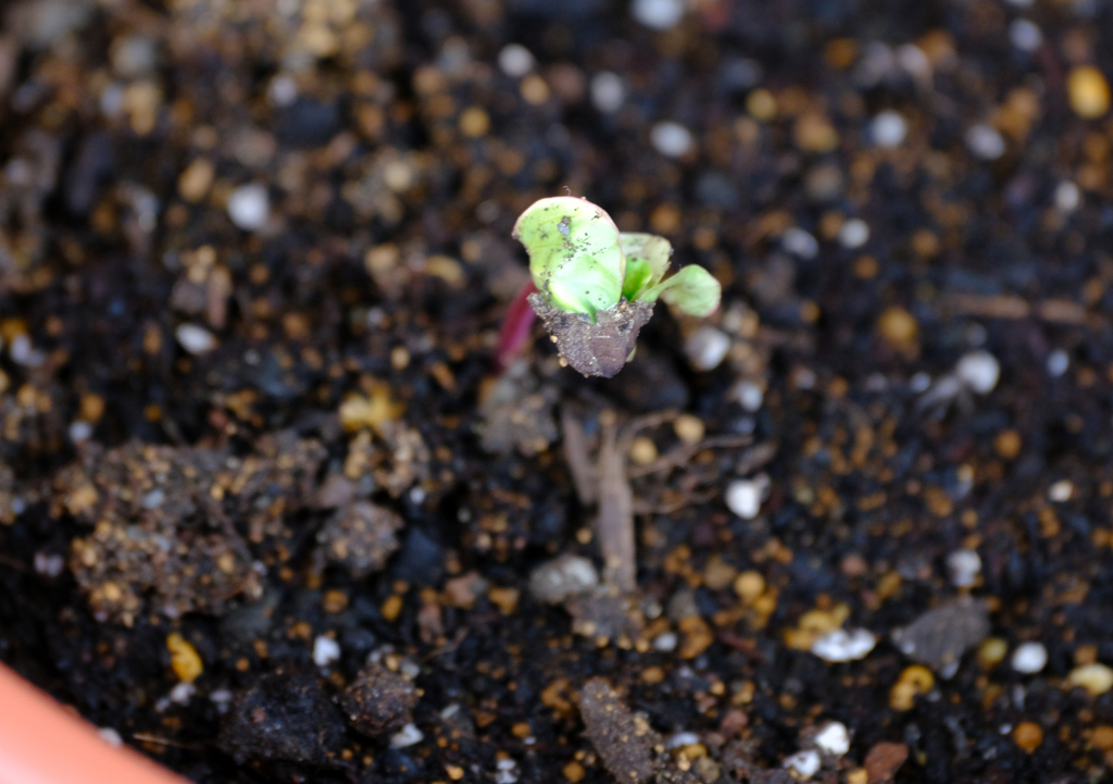 ポットごと植木鉢へ