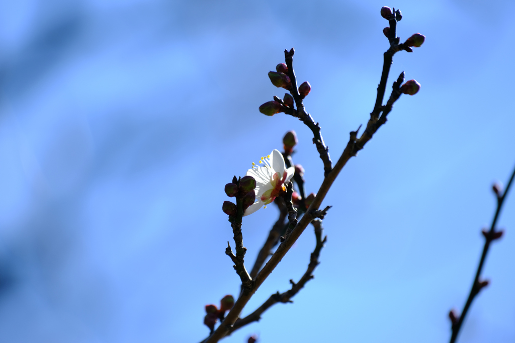白梅１は開花