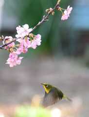 3月庭の河津桜にメジロ