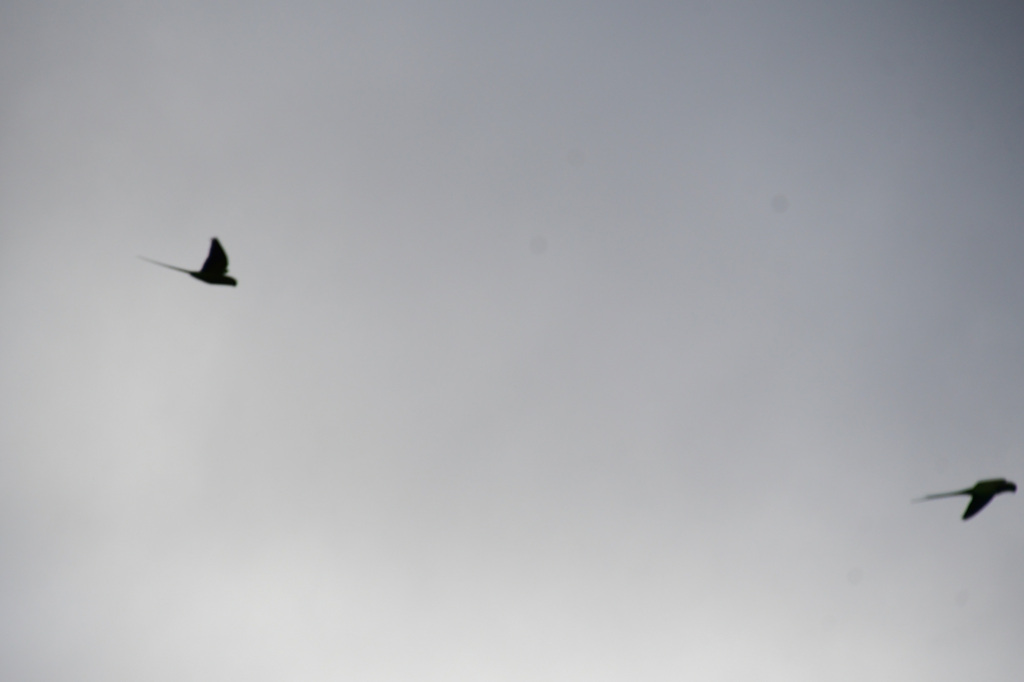 おや、このシルエットは？