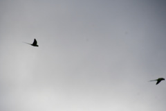 おや、このシルエットは？