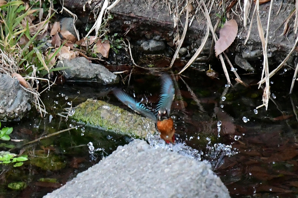 水から上がる１