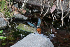 水から上がる１