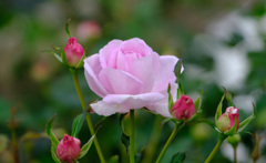 コティリオン（米 )