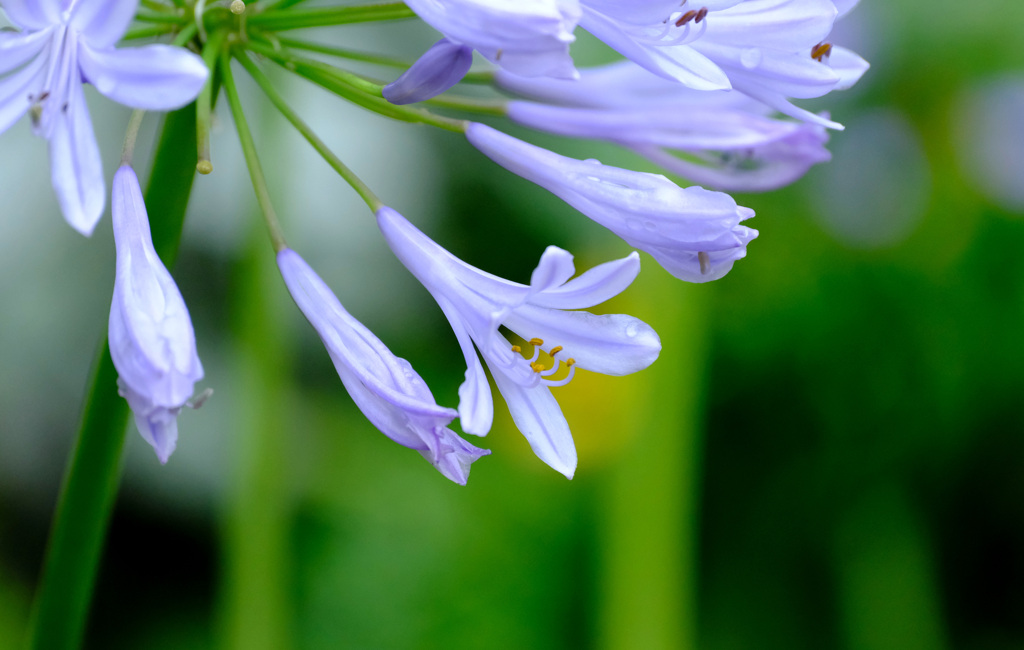 梅雨時の涼し気な花