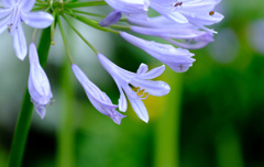 梅雨時の涼し気な花 梅雨時の涼し気な花