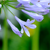 梅雨時の涼し気な花