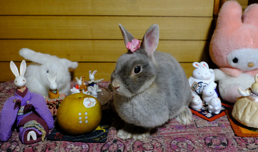 ポロリ11歳に8/15