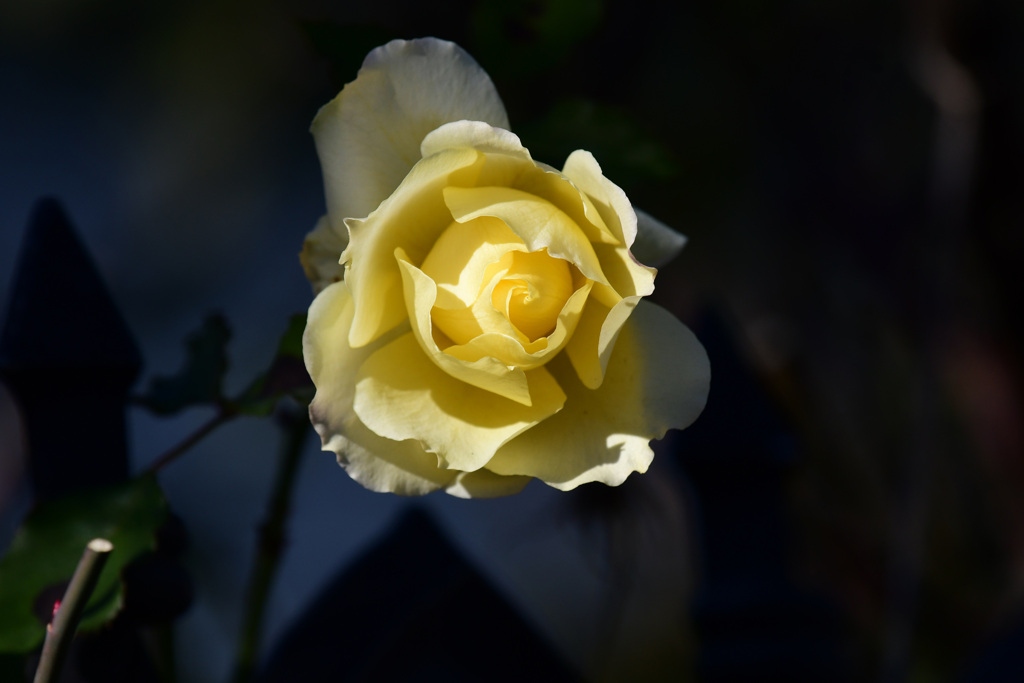 黄色バラ