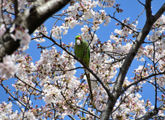 ワカケホンセイインコ