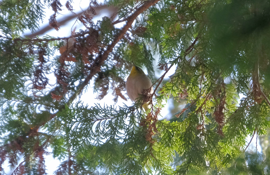まるっこい