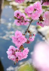 八重桜