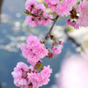 八重桜