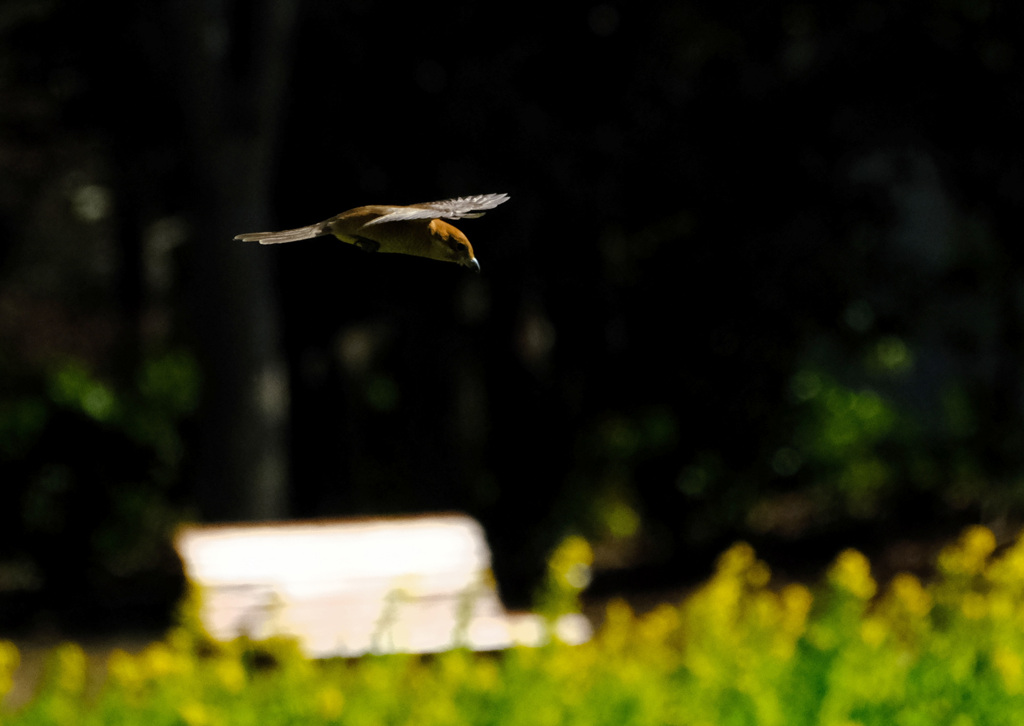 菜の花畑が見えてきた