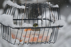 8時前は一羽だけ