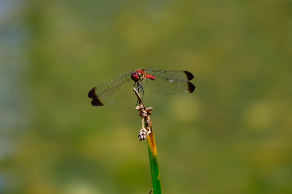 コノシメトンボのオス