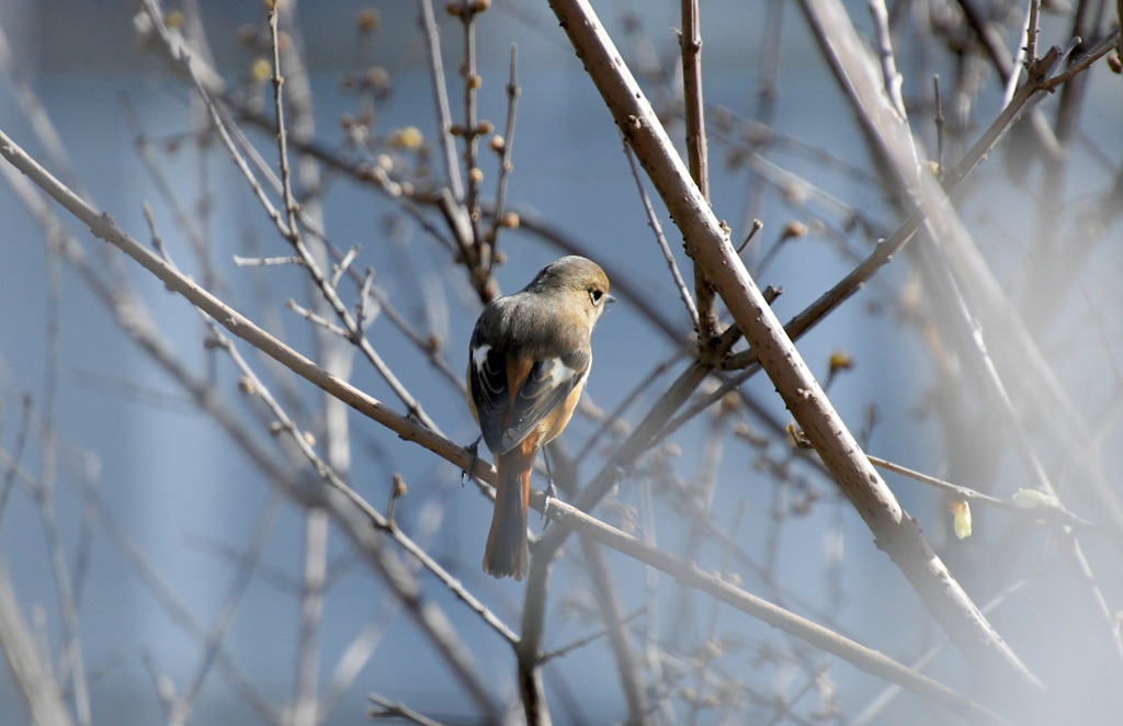 庭に来たジョビコ