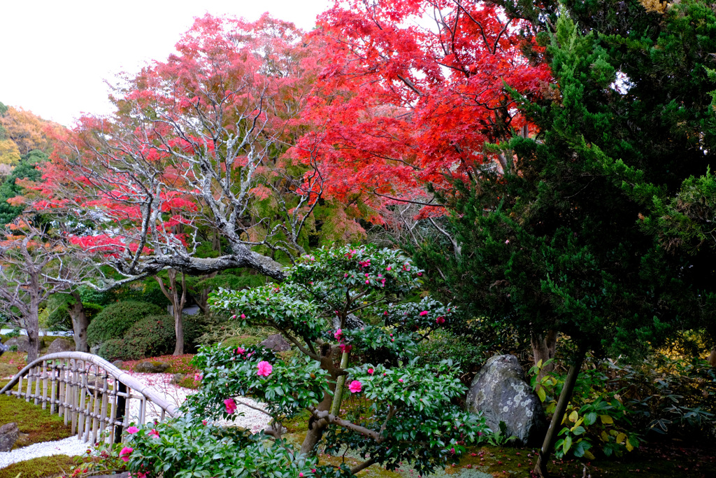 サザンカと紅葉