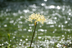 輝ける白花