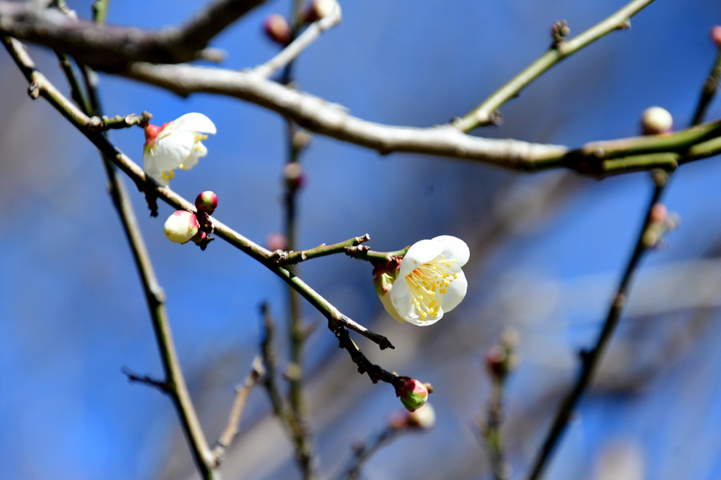 これしか開花していない