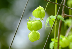 夏の風船