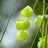 夏の風船