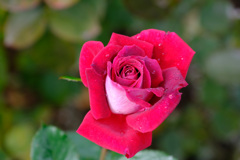 アメリカンヘリテイジ（米）