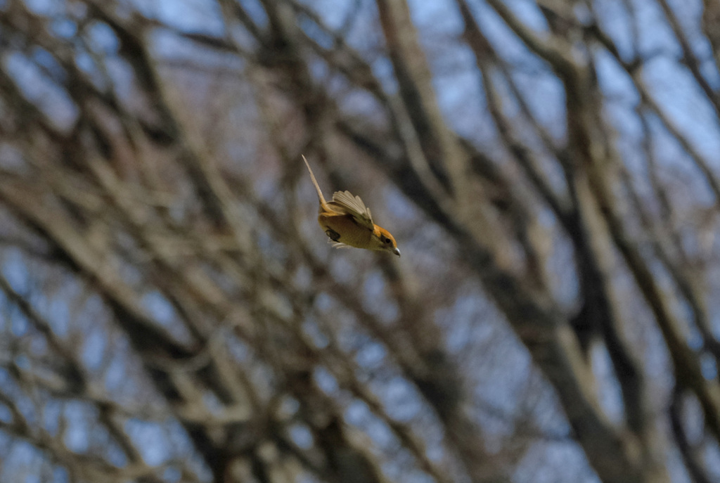どんどん急降下