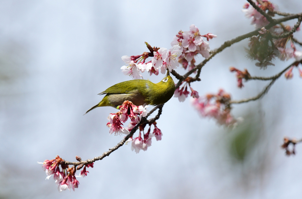 寒桜目白３