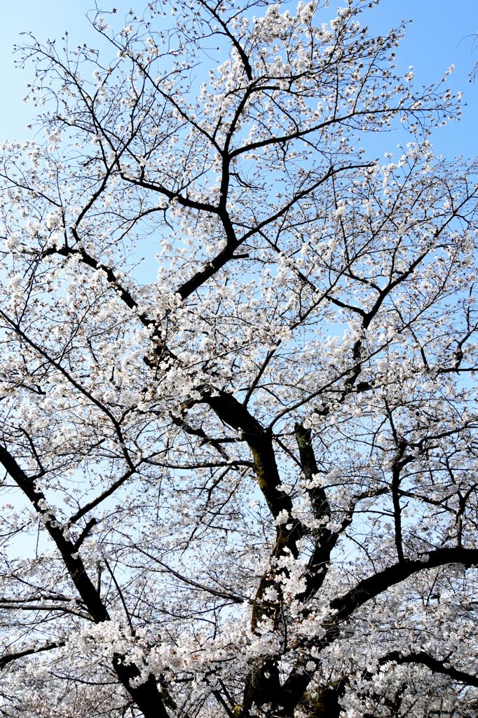 上に伸びる