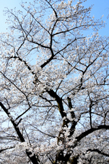 上に伸びる