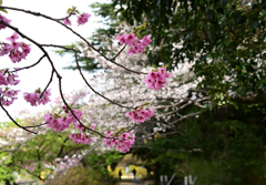 桜咲く小径