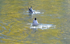 シンクロナイズドスイミング