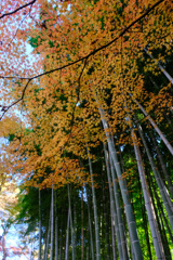 黄葉竹林
