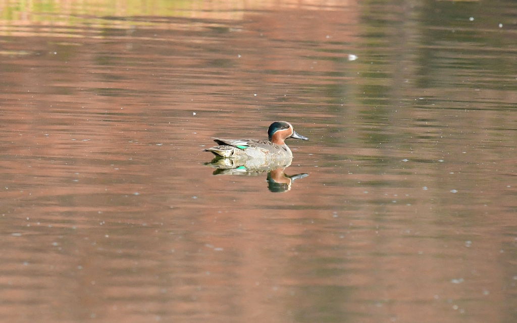 秋色コガモ　紅葉