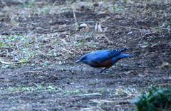 水飲まずに虫発見か