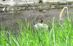 自分用に魚のむきをかえて