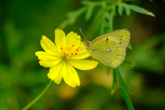 ここに落ち着く ここに落ち着く